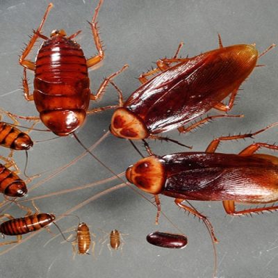 Bí quyết diệt gián