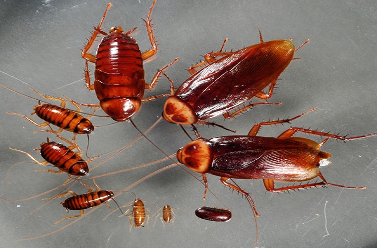 Bí quyết diệt gián