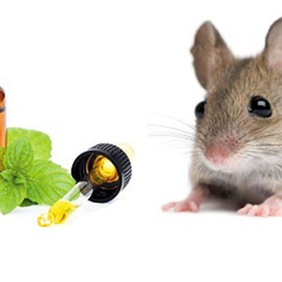 Cách diệt chuột