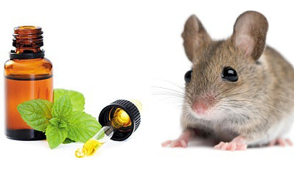 Cách diệt chuột