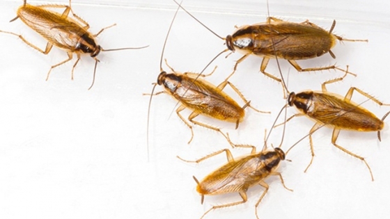 Gián đức khó diệt